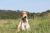 FOX TERRIER 013